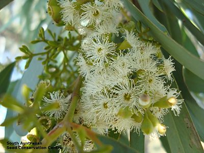 Eucalyptus largiflorens flowers